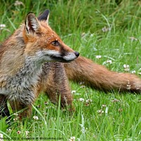 Buy canvas prints of Red Fox (Vulpes Vulpes) playing in field  by Russell Finney