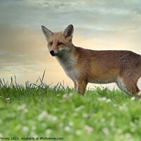Buy canvas prints of Red Fox (Vulpes Vulpes) in field  by Russell Finney