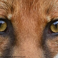 Buy canvas prints of Red Fox (Vulpes Vulpes) close up  by Russell Finney