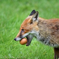 Buy canvas prints of Red Fox (Vulpes Vulpes) steeling eggs by Russell Finney