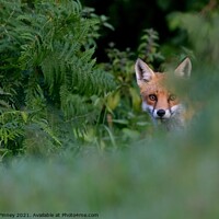 Buy canvas prints of Red Fox (Vulpes Vulpes) on the edge of woodland by Russell Finney