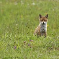 Buy canvas prints of Red Fox (Vulpes Vulpes) playing out side there den, in a field  by Russell Finney