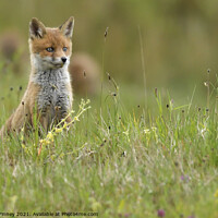 Buy canvas prints of Red Fox (Vulpes Vulpes) playing out side there den, in a field  by Russell Finney