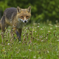 Buy canvas prints of Red Fox (Vulpes Vulpes) close up  by Russell Finney