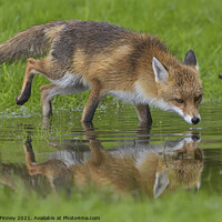 Buy canvas prints of Red Fox (Vulpes Vulpes) drinking water at a pond  by Russell Finney