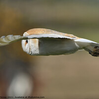 Buy canvas prints of Barn Owl in flight by Russell Finney