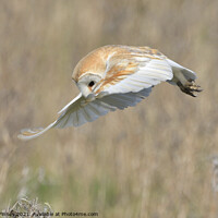 Buy canvas prints of Barn Owl in flight hunting by Russell Finney