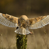 Buy canvas prints of Barn Owl in flight close up  by Russell Finney