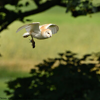 Buy canvas prints of Barn Owl in flight with prey, vole by Russell Finney