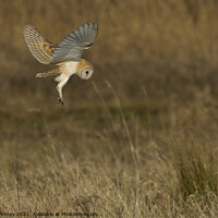 Buy canvas prints of Barn Owl hovering over prey in field  by Russell Finney