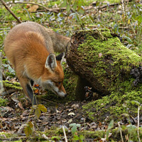 Buy canvas prints of Red Fox (Vulpes Vulpes) in woodland by Russell Finney