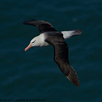 Buy canvas prints of Black-browed Albatross RSPB Bempton Cliffs by Russell Finney