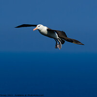 Buy canvas prints of Black browed Albatross RSPB Bempton Cliffs East Yorkshire England by Russell Finney