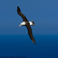 Buy canvas prints of Black browed Albatross RSPB Bempton Cliffs East Yorkshire England by Russell Finney