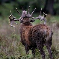 Buy canvas prints of Red Deer Stags standing in the grass rutting season by Russell Finney