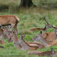 Buy canvas prints of Red Deer Stags and Hinds by Russell Finney