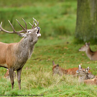 Buy canvas prints of Red Deer Stags in rutting season by Russell Finney