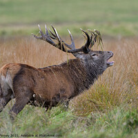 Buy canvas prints of Red Deer Stags in rutting season by Russell Finney