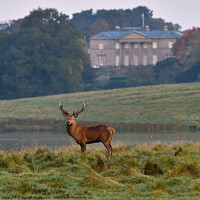 Buy canvas prints of Red Deer Stags at Tatton Park England by Russell Finney