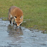 Buy canvas prints of Red Fox Vulpes Vulpes walking around frozen pond by Russell Finney