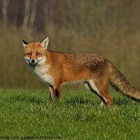 Buy canvas prints of Red Fox (Vulpes Vulpes) in a lush green field  by Russell Finney