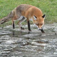 Buy canvas prints of Red Fox (Vulpes Vulpes) playing on ice by Russell Finney