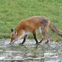 Buy canvas prints of Red Fox (Vulpes Vulpes) playing on ice by Russell Finney