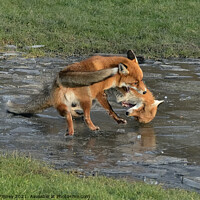 Buy canvas prints of Red Fox Vulpes Vulpes fighting on ice by Russell Finney