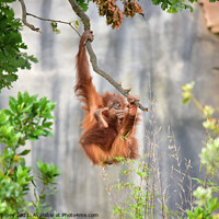 Buy canvas prints of Orangutan on a branch by Russell Finney