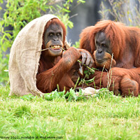 Buy canvas prints of Orangutan family close up by Russell Finney