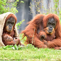 Buy canvas prints of Orangutans family close up by Russell Finney