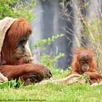 Buy canvas prints of Orangutan mother and baby close up by Russell Finney