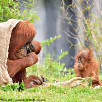 Buy canvas prints of Orangutans Close up by Russell Finney