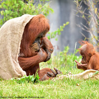 Buy canvas prints of Orangutan and baby close up by Russell Finney