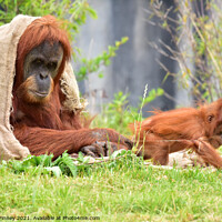 Buy canvas prints of Orangutans Close up by Russell Finney