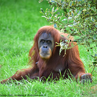 Buy canvas prints of Orangutan Close up by Russell Finney