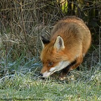 Buy canvas prints of Red Fox (Vulpes Vulpes) on the edge of woodland on a frosty morning by Russell Finney