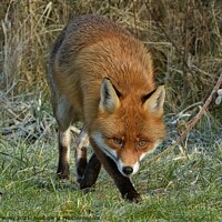 Buy canvas prints of Red Fox (Vulpes Vulpes) close up on a frosty field  by Russell Finney
