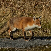 Buy canvas prints of A fox walking in the edge of woodland by Russell Finney