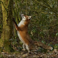 Buy canvas prints of Vixen was chasing squirrels in woodland, by Russell Finney