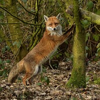 Buy canvas prints of Red Fox (Vulpes Vulpes) in woodland chasing squirrels up trees by Russell Finney