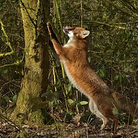 Buy canvas prints of Red Fox (Vulpes Vulpes) in woodland chasing squirrels by Russell Finney