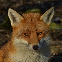 Buy canvas prints of Fox close up by Russell Finney