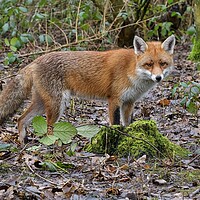 Buy canvas prints of Red Fox (Vulpes Vulpes) in woodland on a frosty morning by Russell Finney