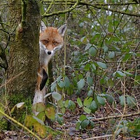 Buy canvas prints of Red Fox (Vulpes Vulpes) in woodland  by Russell Finney