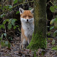 Buy canvas prints of Red Fox (Vulpes Vulpes) in woodland close up by Russell Finney