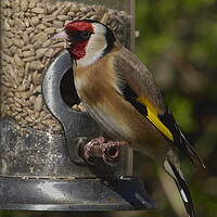 Buy canvas prints of British garden and woodland birds by Russell Finney