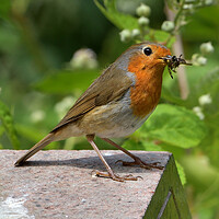Buy canvas prints of British garden and woodland birds by Russell Finney