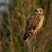 Buy canvas prints of Short Eared Owl by Russell Finney