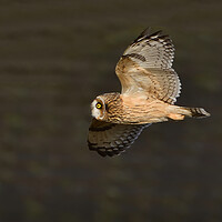 Buy canvas prints of Short Eared Owl in flight by Russell Finney